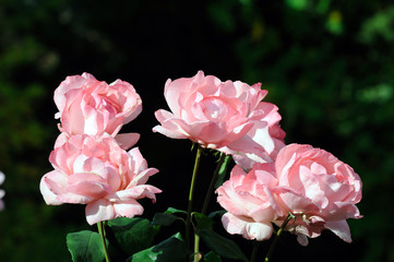 pink rose on a background of green leaves on a natural rose bush in the garden