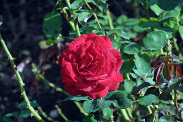 red rose on a natural rose bush against a background of green leaves