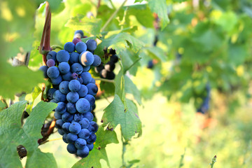 Black grape hanging on the branch in the summer day. Harvest time. Wine production.