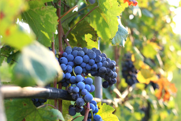 Black grape hanging on the branch in the summer day. Harvest time. Wine production.