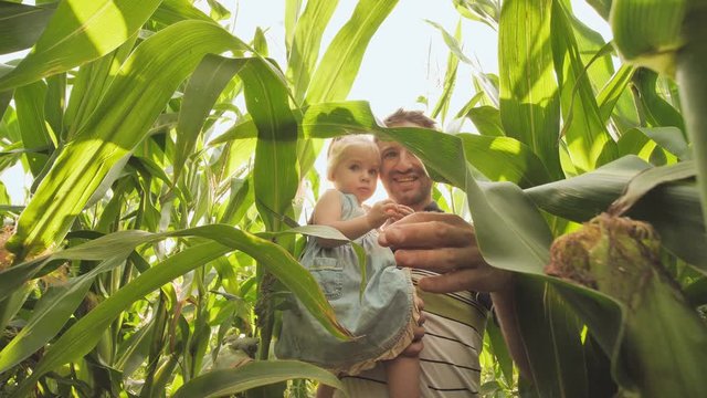 Father with daughter goes through corn field.