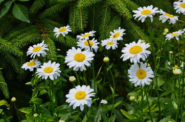 Chamomile or camomile blooming close - up view