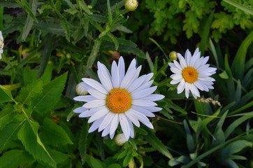 Chamomile or camomile blooming close - up view