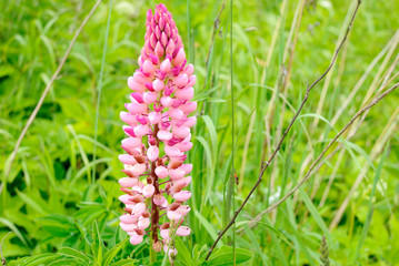 pink flowers in the garden