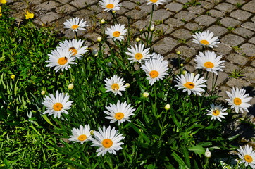 Chamomile or camomile blooming close - up view
