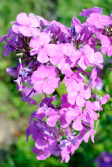 purple flowers in the garden
