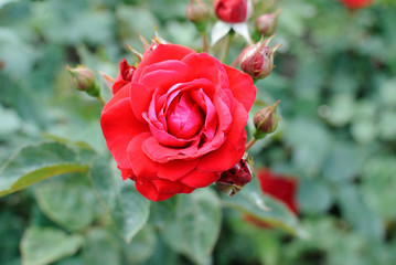 red rose
