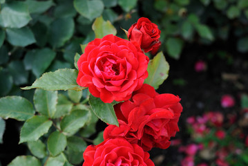 bouquet of red roses