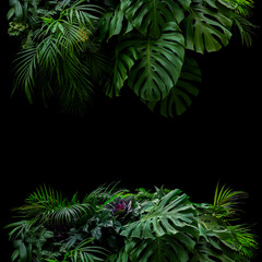 Tropical leaves foliage rainforest plants bush floral arrangement nature frame backdrop on black background. © Chansom Pantip