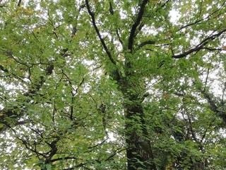 cimes de chênes verts en automne en campagne