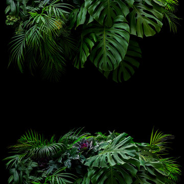 Tropical leaves foliage rainforest plants bush floral arrangement nature frame backdrop on black background.