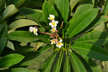 Beautiful bunch of frangipani flowers. Maclo photo shot. Botany wallpaper. White and yellow blooming plumeria on blue sky background. Fresh tropical spa flowers. Asia floral garden. Blurred backdrop