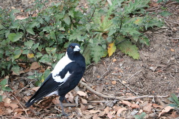 Australian Magpie in Western Australia