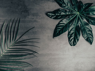 Green tropical leaf on gray background. Summer concept. Flat lay, top view, copy space