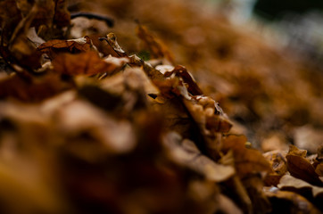 leaf autumn