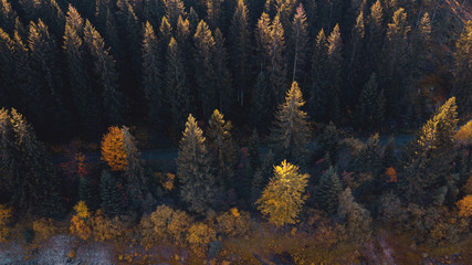 Fototapeta na wymiar Drone view from above of a mountain pine tree forest with autumn color tones with dark contrast in the mountains. Okertalsperre, Harz National Park in Germany