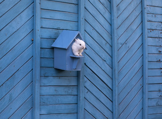 white rabbit in a blue birdhouse