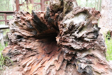 Red Tingle Tree in Valley of the Giants Tree Top Walk in Western Australia