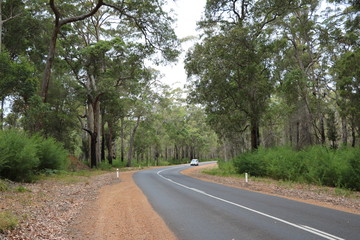 Fototapeta na wymiar South Western Highway through the Southern Forests, Manjimup Western Australia