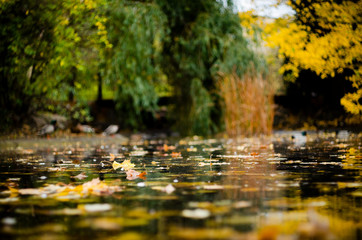 autumn lake