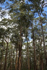Giant Karri trees in the Southern Forests, Manjimup Western Australia