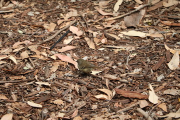 Small bird Melanodryas cucullata in Western Australia