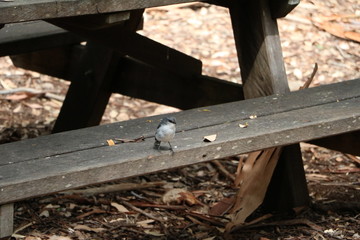 Female of Melanodryas cucullata in Western Australia