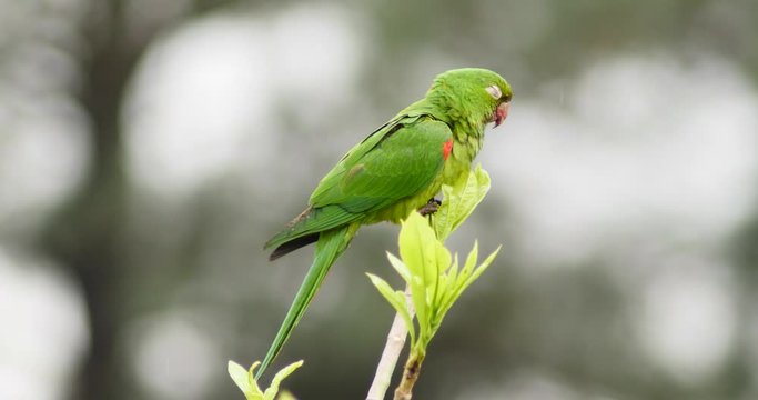 Green Parrot Sitting On Tree Branch In Amazon Jungle Rainforest, Cerrado, Tropic