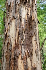 The Southern Forests with tall old giant eucalyptus trees, Western Australia