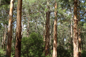 Fototapeta premium The Southern Forests with tall old giant eucalyptus trees, Western Australia