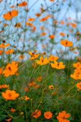 orange wild flower green grass blurred background