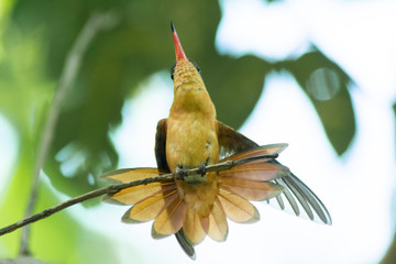 colibri © alfredo914