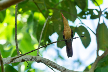colibri © alfredo914
