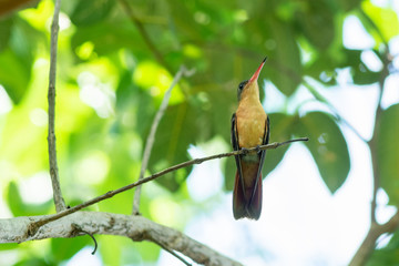 colibri © alfredo914