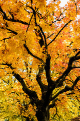 tree in autumn