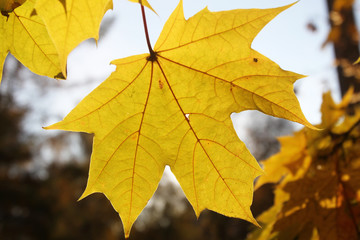 Fototapeta na wymiar Golden autumn