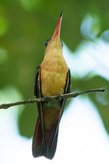 colibri