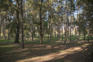 the trees in the forest on a sunny day in autumn