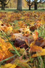 Golden autumn
