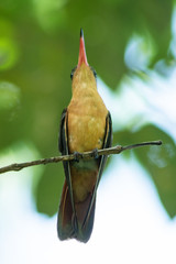 colibri © alfredo914