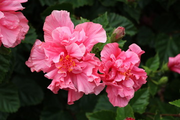 Flowers of Hibiscus rosa-sinensis © ClaraNila