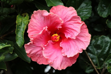 Flowers of Hibiscus rosa-sinensis © ClaraNila