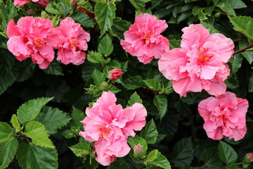 Pink blooming Malvaceae © ClaraNila