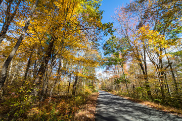 Park road lined with trees covered in brilliant fall foliage in yellow, orange, red against a vivid blue sky on a sunny afternoon