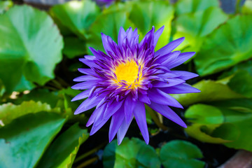 Purple waterlily in the pond