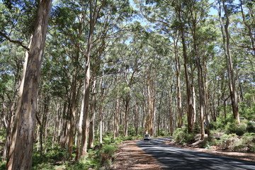 South Western Highway through the Southern Forests, Manjimup Western Australia