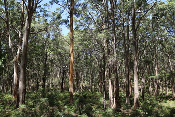 Giant Karri trees in the Southern Forests, Manjimup Western Australia