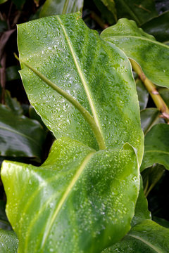 Drops of dew on the leaves of a ginger plant of the family Hedychium gardnerianum after rain on the island of San Miguel, Azores. The birth of a new life.