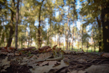 in the woods, forest, autumn leaves on the ground and the bokeh effect from the trees in the background