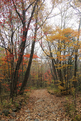 Fototapeta premium Golden autumn